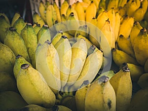 Group of yellow cultivated banana, ripe cultivated banana call Kluai Nam Wa in Thai.