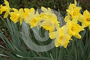 Group of yellow daffodils in the garden