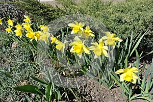 Group of yellow daffodils in a row in March