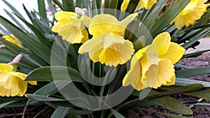 A group of yellow daffodils in the spring garden