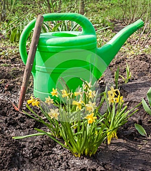 Group of yellow daffodils, watering can and hoe on a bed