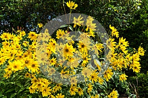 Group of yellow Daises