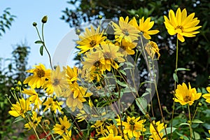 Group of yellow Daises