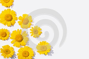 Group of Yellow daisy flower isolated on white background
