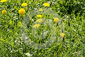 Group of yellow dandelions grow on a green background of leaves and grass in a park we see in the photo