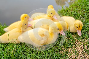 Group of Yellow Ducks Eating Food