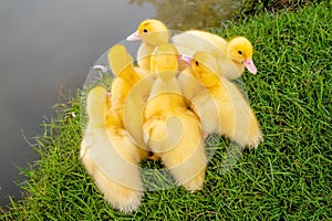 Group of Yellow Ducks on Green Grass