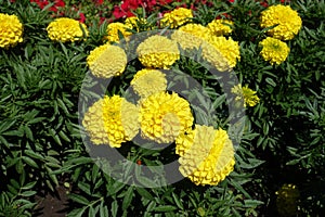 Group of yellow flowers of Tagetes erecta