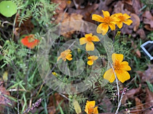 Group of Yellow Flowers with Wild Greenery on Rainy Day