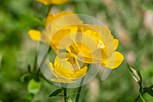 A group of yellow globeflower or globe flower is on a green background of leaves and grass in a park in summer