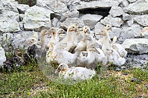 A group of yellow and gray domestic ducks sit and stand on the green grass near a stone fence. Close-up view