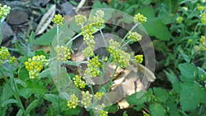 A group of yellow greenish Tinny roadside flowers. India kushinagar