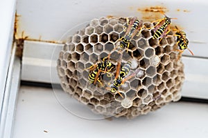 A group of yellow jacket hornets on a beehive.