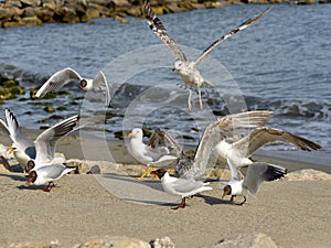 Group of Yellow-legged Gull and black-headed gull in beach