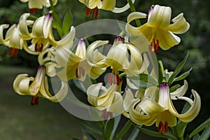 A group of yellow Lily flowers which are used in flower arranging