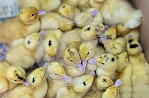Group of yellow little ducks