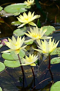 Group of yellow lotus in the pond