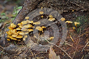 Group of yellow mushroom (Xeromphalina campanella photo