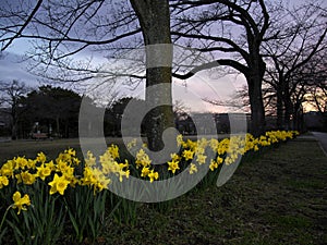 Group of Yellow Narcissus flower in full bloom at dawn