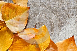 group of yellow and orange autumn leaves and concrete background