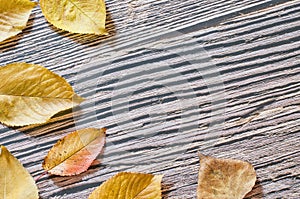 group of yellow and orange autumn leaves on a wooden table