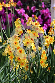 A Group of Yellow and Orange Daffodils Growing in a Garden