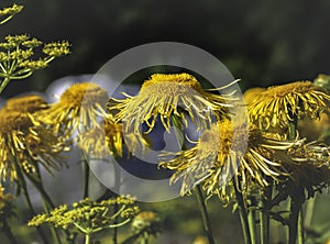 A group of Yellow oxeyes blooming