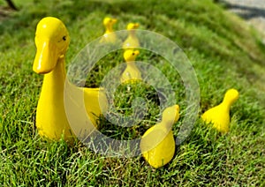 Group of yellow plastic ducks in the garden