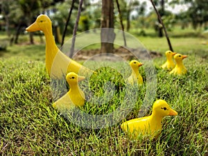 The group of yellow plastic ducks on the ground