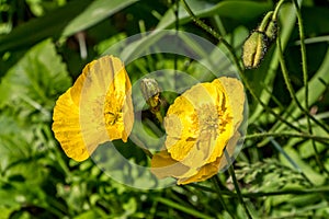 A group of yellow poppy flowers with water drops is on a green background of leaves and grass in a park in summer after