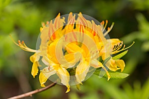 Group of yellow rhododendron florescense