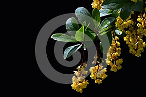 Group of yellow small scenty flowers and young leave of Barberry Berberis Sieboldii on dark background