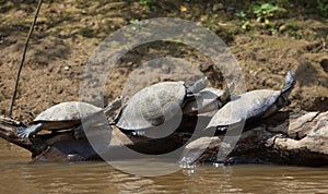 Group of Yellow-spotted river turtles Podocnemis unifilis sunbaking on top of log, Bolivia