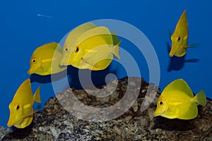 Group of Yellow Tang fish