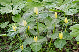 Group of Yellow Trillium, Trillium luteum
