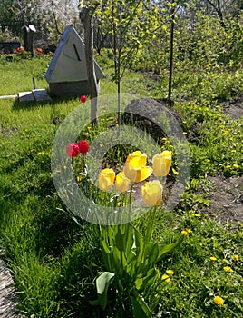 Group of yellow tulips in the garden on a background of green grass, tree, well. Spring sunny day