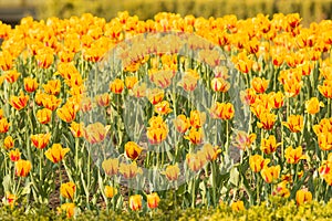 Group of yellow tulips with red