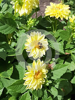 Group of Yellow Wildfowers With Bee Found in Ohio