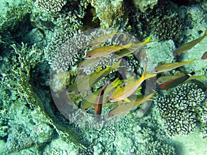 In the group Yellowfin goatfish two strangers 1553 photo