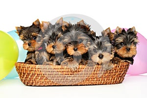 Group of Yorkshire Terrier puppies in a wicker basket photo