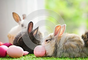 group of young adorable rabbits(selective focus) lying on grasses