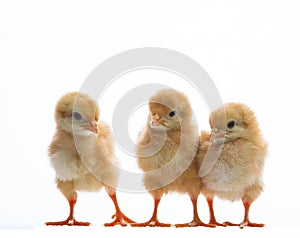 group of young babies livestock chicken isolated white background