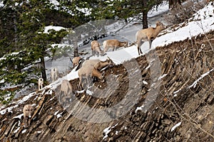 A group of young Bighorn Sheep standing on the snowy rocky mountain hillside. Banff National Park in October