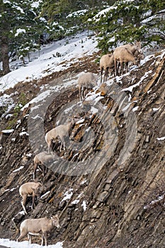 A group of young Bighorn Sheep standing on the snowy rocky mountain hillside. Banff National Park in October