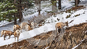 A group of young Bighorn Sheep standing on the snowy rocky mountain hillside. Banff National Park in October