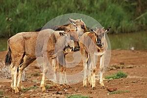 Group of young Blue Wildebeest Connochaetes taurinus, staying in Kalahari desert