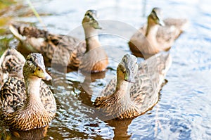 Group of young brown ducks, ducklings swimming together in lake near the coast. Water birds species in the waterfowl family