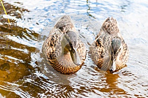 Group of young brown ducks, ducklings swimming together in lake near the coast. Water birds species in the waterfowl family