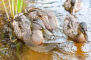 Group of young brown ducks, ducklings swimming together in lake near the coast. Water birds species in the waterfowl family