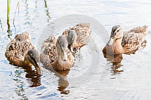 Group of young brown ducks, ducklings swimming together in lake near the coast. Water birds species in the waterfowl family
